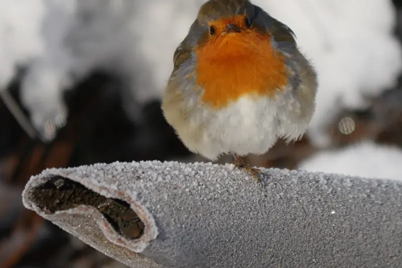 Robin standing on a frosty length of foam-lagged pipe outdoors on a freezing morning