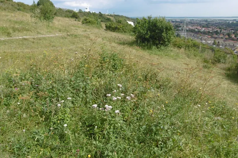 Wild flowers and long summer grass on the slope of Portsdown Hill, looking down over rooftops spread across the coastal plain to the sea